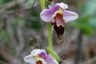 Ophrys lapethica